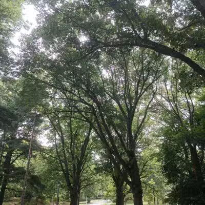 Highland Park - Rochester, NY