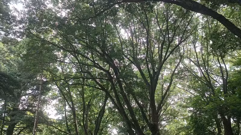 Highland Park - Rochester, NY