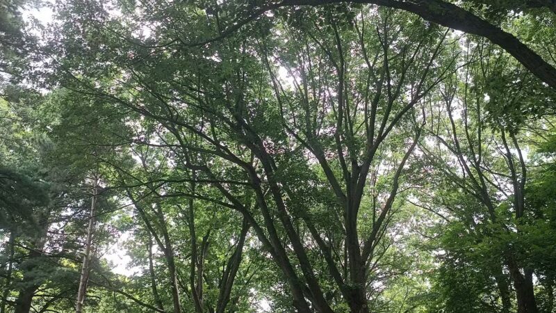 Highland Park - Rochester, NY