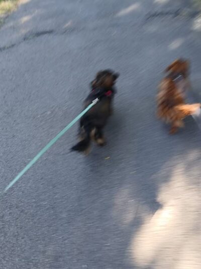 Highland Park - Rochester, NY