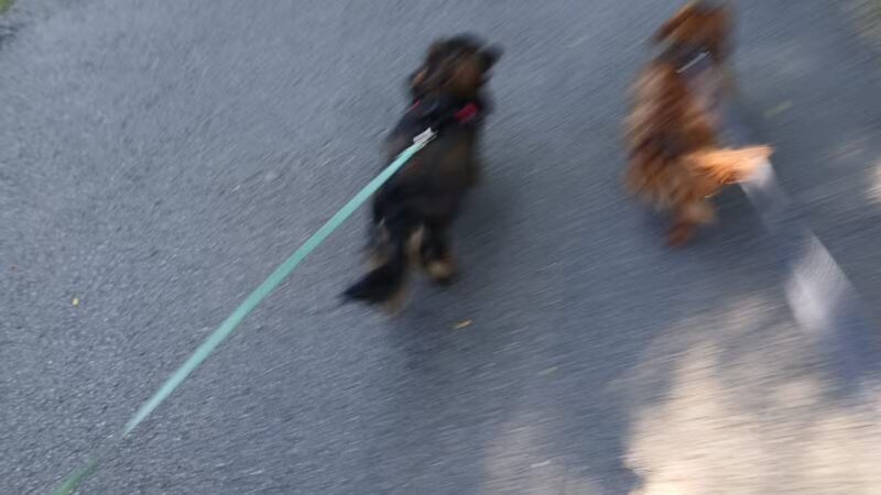 Highland Park - Rochester, NY