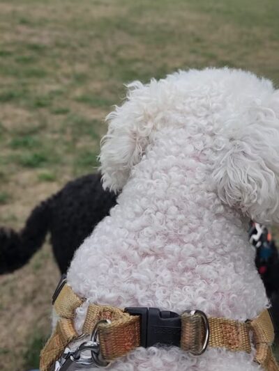 Highland Park - Rochester, NY