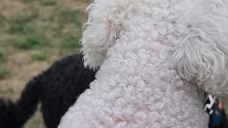 Highland Park - Rochester, NY