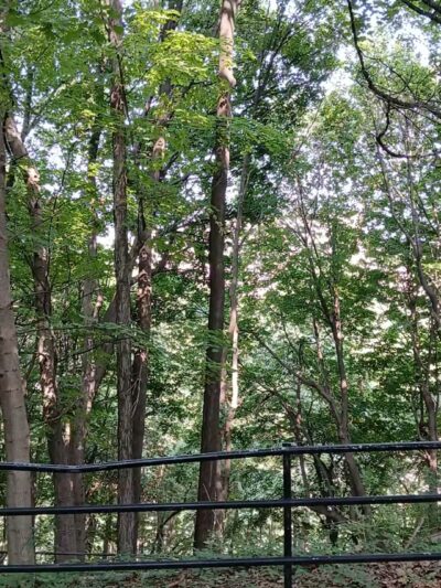 Lower Falls Park - Rochester, NY