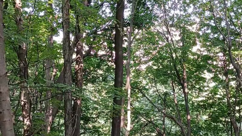 Lower Falls Park - Rochester, NY