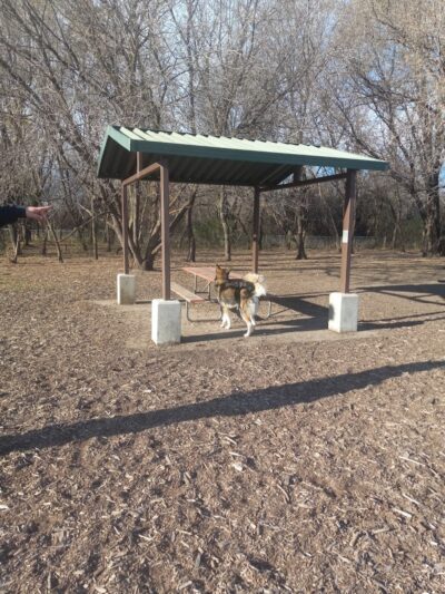 Jean & Carl Frank Canine Park - Rochester, MN