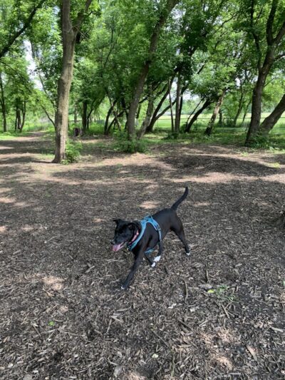 Jean & Carl Frank Canine Park - Rochester, MN