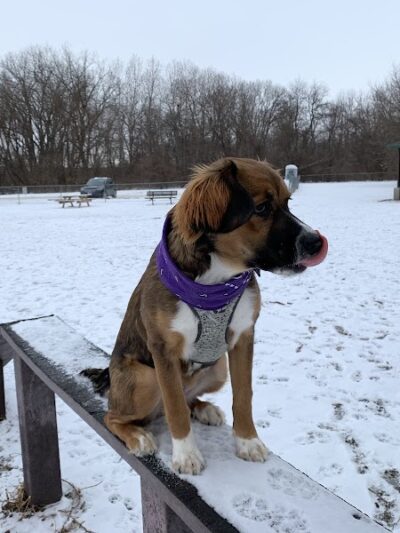 Jean & Carl Frank Canine Park - Rochester, MN