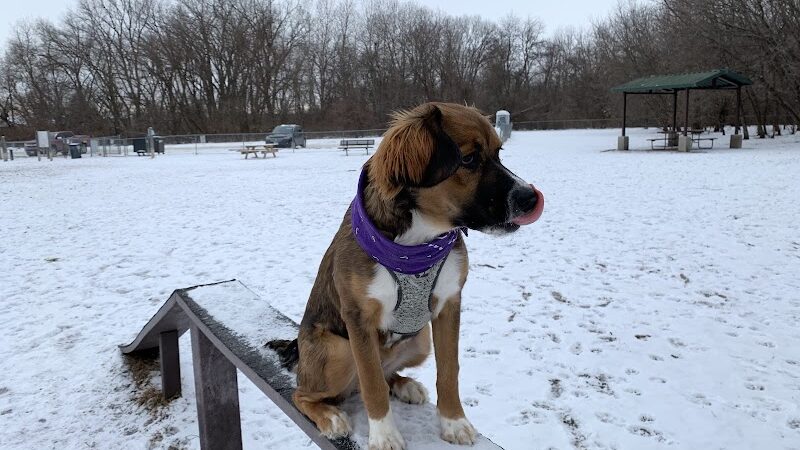 Jean & Carl Frank Canine Park - Rochester, MN