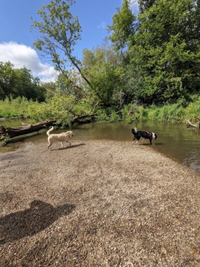 Jean & Carl Frank Canine Park - Rochester, MN