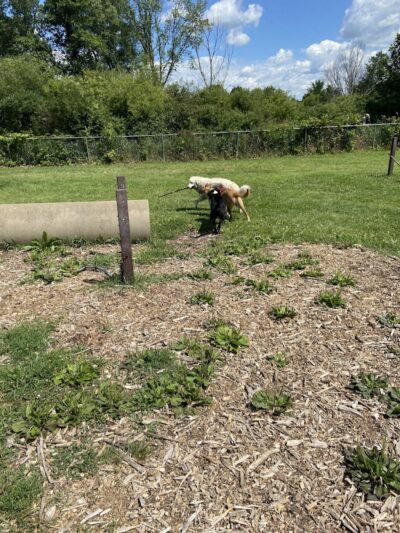 Jean & Carl Frank Canine Park - Rochester, MN