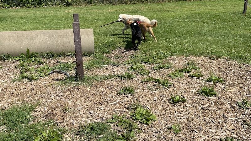 Jean & Carl Frank Canine Park - Rochester, MN