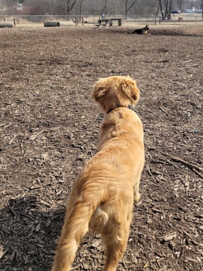 Jean & Carl Frank Canine Park - Rochester, MN