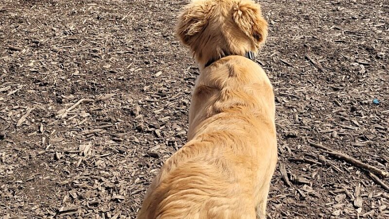 Jean & Carl Frank Canine Park - Rochester, MN