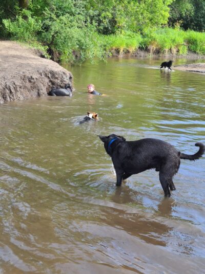 Jean & Carl Frank Canine Park - Rochester, MN