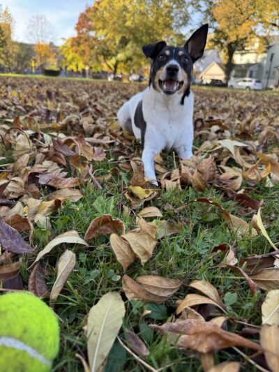 Aberdeen Square - Rochester, NY