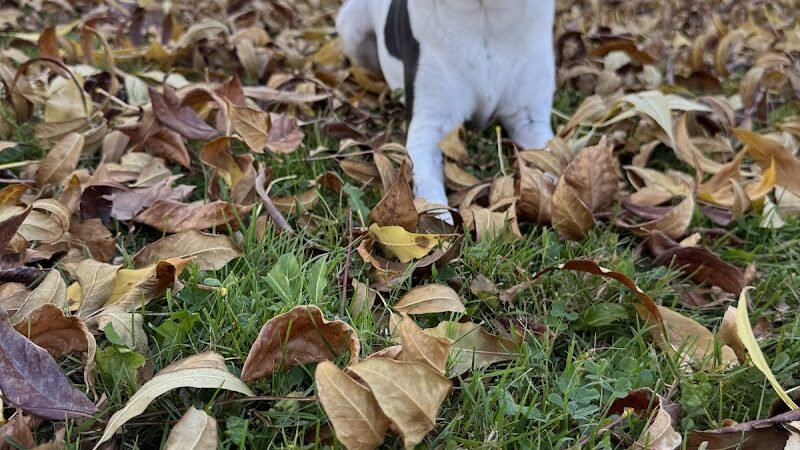 Aberdeen Square - Rochester, NY