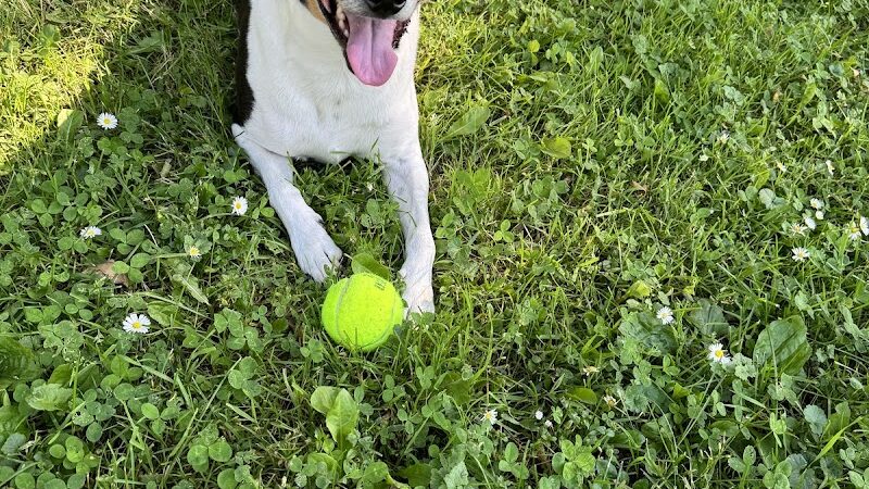 Aberdeen Square - Rochester, NY