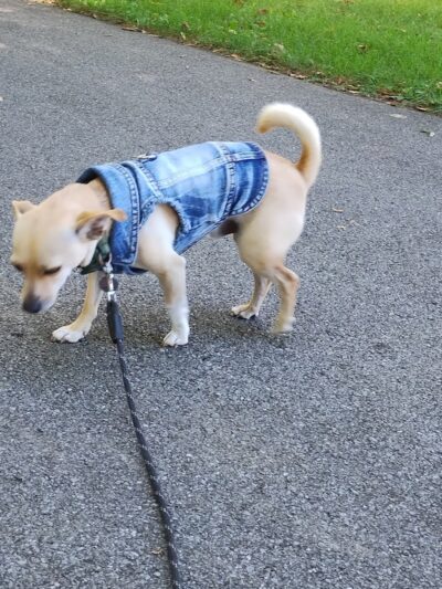 Baden Park - Rochester, NY