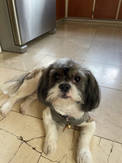 Bark Avenue Dog - Rochester, NY