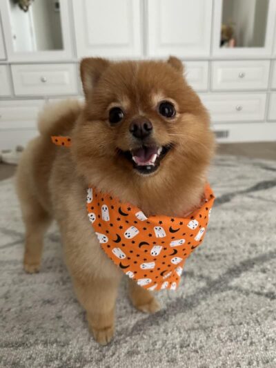 Bark Avenue Dog - Rochester, NY