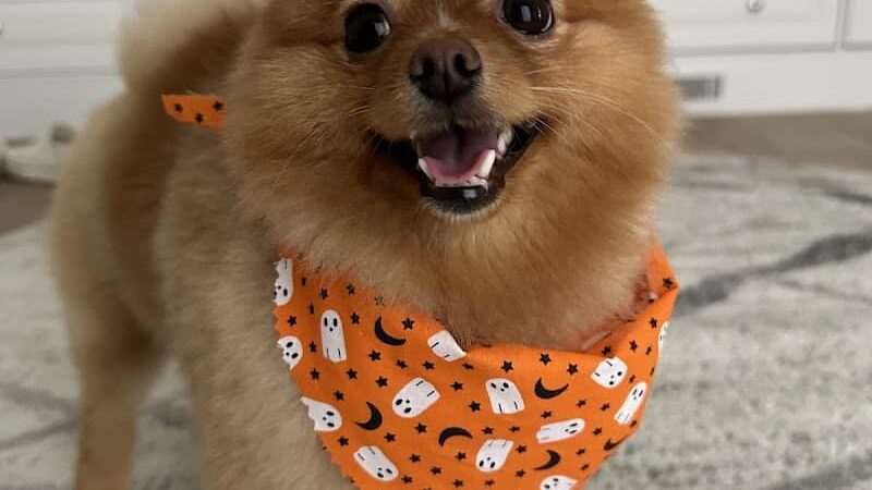 Bark Avenue Dog - Rochester, NY