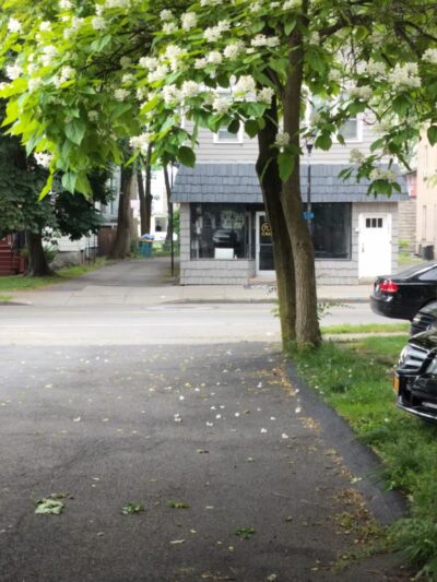 Bark Avenue Dog - Rochester, NY