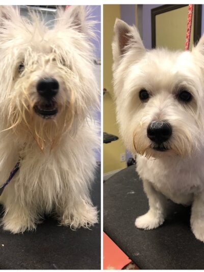 Bark Avenue Dog - Rochester, NY