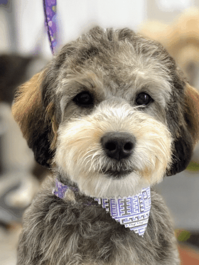 Bark Avenue Dog - Rochester, NY