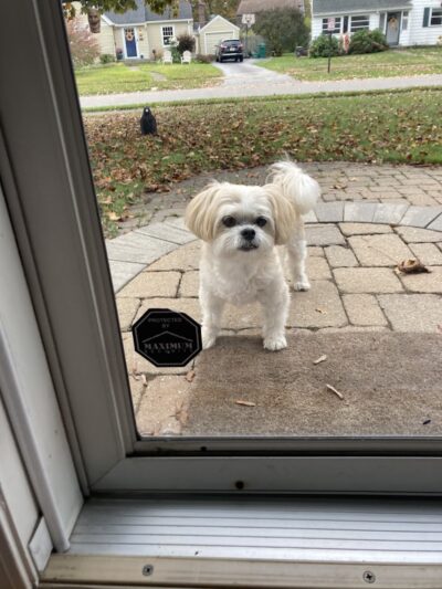 Bark Avenue Dog - Rochester, NY