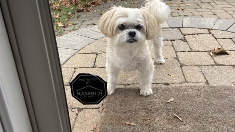 Bark Avenue Dog - Rochester, NY