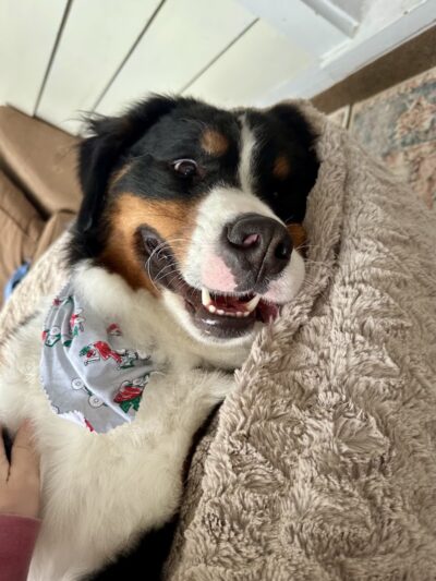 Bark Avenue Dog - Rochester, NY