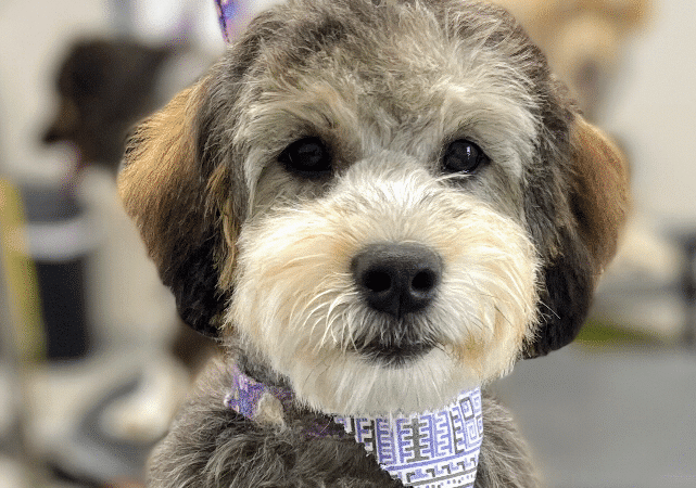 Bark Avenue Dog - Rochester, NY