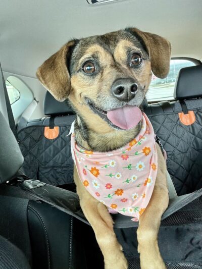 Bark Avenue Dog - Rochester, NY