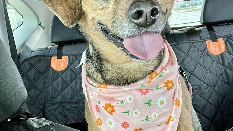 Bark Avenue Dog - Rochester, NY