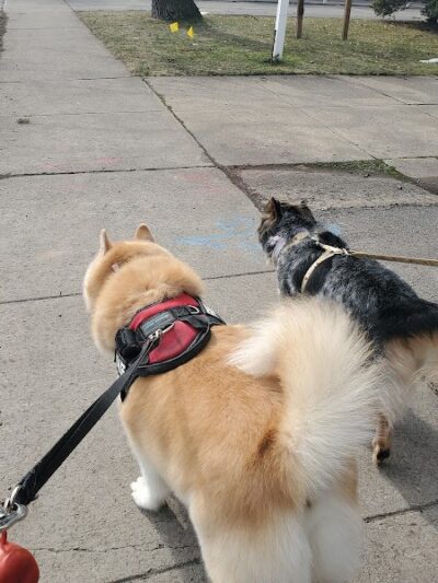 Bark Avenue Dog - Rochester, NY