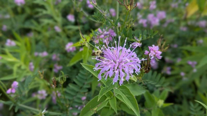 Brickyard Trail (North Entrance) - Rochester, NY