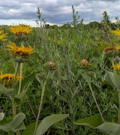 Brickyard Trail (North Entrance) - Rochester, NY