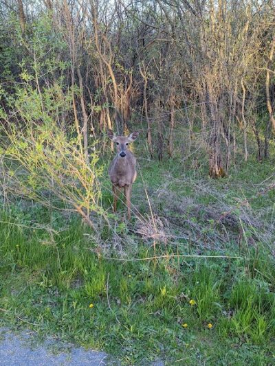 Brickyard Trail (North Entrance) - Rochester, NY