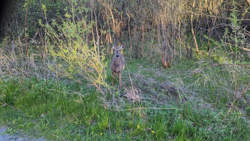 Brickyard Trail (North Entrance) - Rochester, NY
