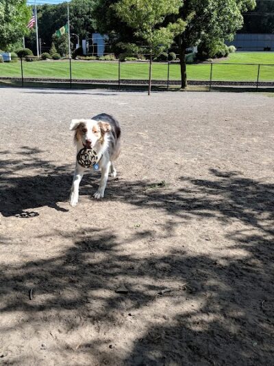 Cobbs Hill Dog Park - Rochester, NY