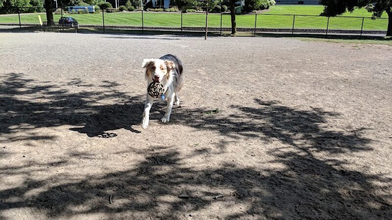 Cobbs Hill Dog Park - Rochester, NY