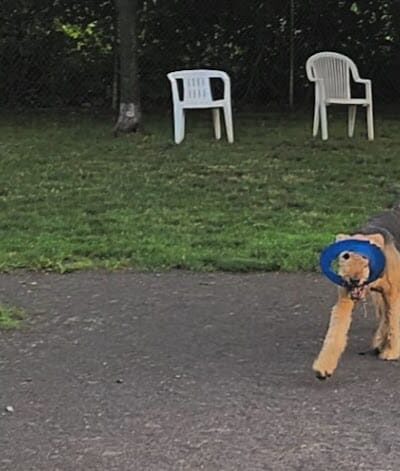 Cobbs Hill Dog Park - Rochester, NY