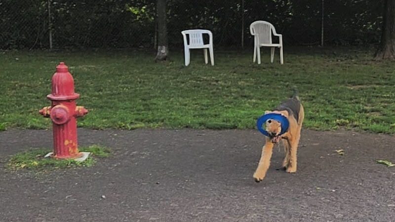 Cobbs Hill Dog Park - Rochester, NY