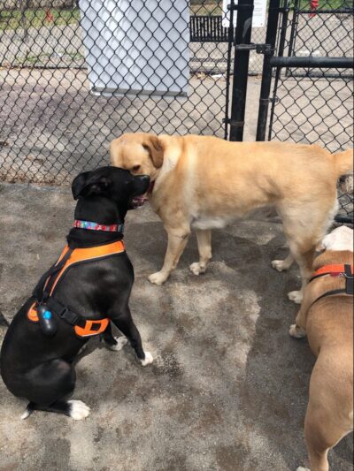 Cobbs Hill Dog Park - Rochester, NY