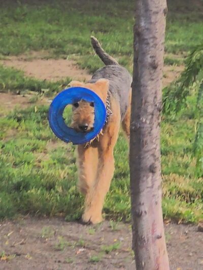 Cobbs Hill Dog Park - Rochester, NY