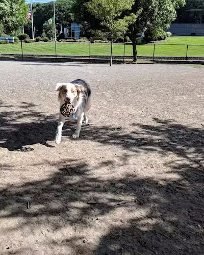 Cobbs Hill Dog Park - Rochester, NY