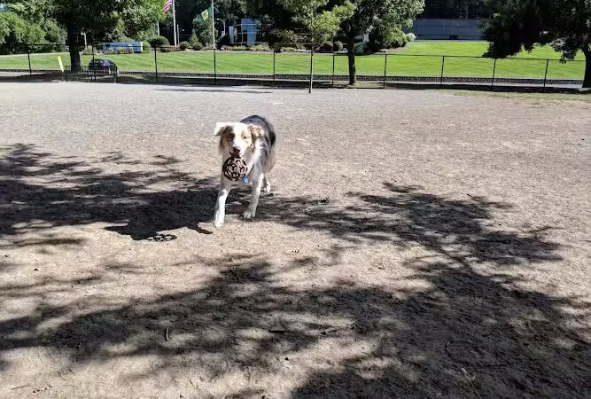 Cobbs Hill Dog Park - Rochester, NY