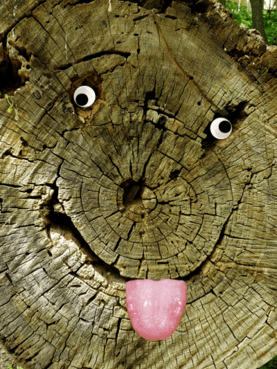 Corbett's Glen Nature Park - Rochester, NY