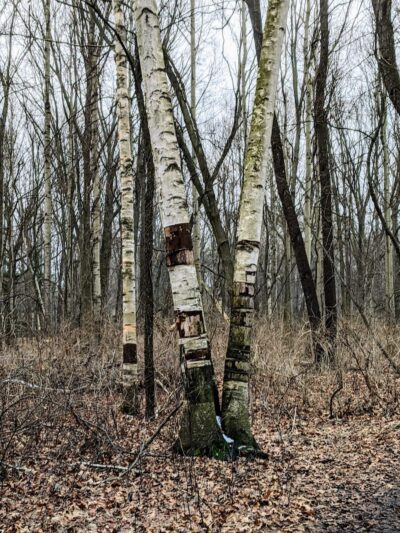 Corbett's Glen Nature Park - Rochester, NY